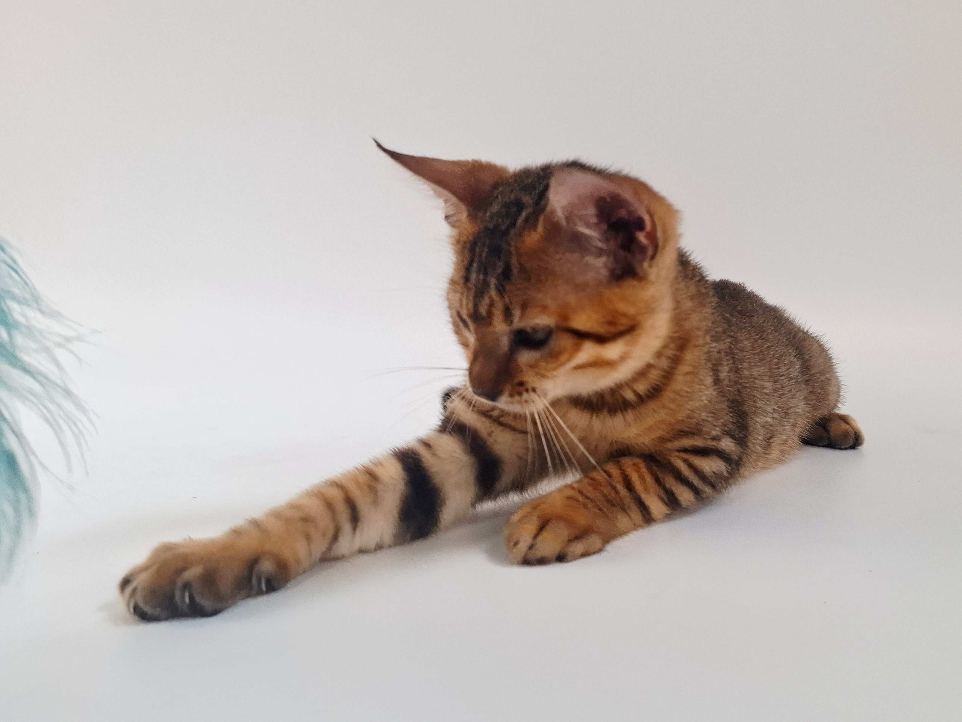 Kitten 6